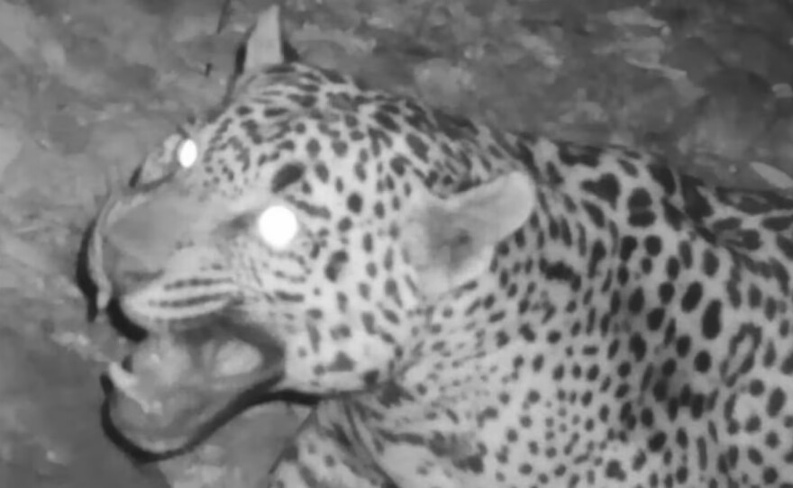 Report: Another jaguar sighting in southern Arizona, 8th different